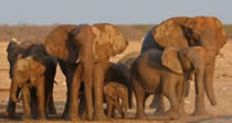 okavango-delta-safari